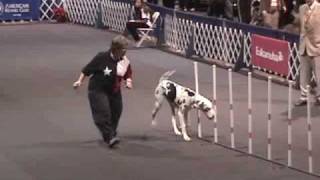 2007 AKC Invitational Agility  The Great Danes  Part I [upl. by Leopold964]