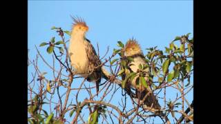 PAJAROS DE MI FLOR Chamarrita LOS HERMANOS CUESTAS [upl. by Anilef]