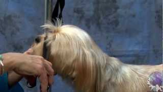 Grooming a Silky Terrier Mix In a Cute Personality Trim [upl. by Kerwinn]