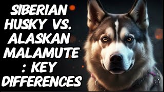 Siberian Husky vs Alaskan Malamute Key Differences [upl. by Pasia]