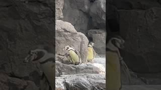 Awesome Galápagos Penguins houstonzoo These Little Guys Are ACTIVE… houstonzoo penguins [upl. by Heyra]