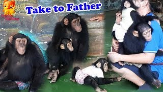 How busyTake Small Chimpanzee to dad [upl. by Eenert]