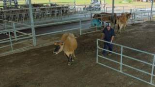 Natural Behavior in Dairy Cattle [upl. by Kassey]