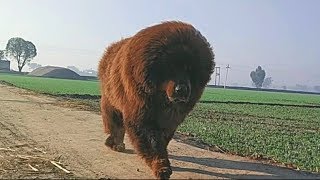 Tibetan mastiff for sale  slow mo  919417730301  hkktm [upl. by Adiol]