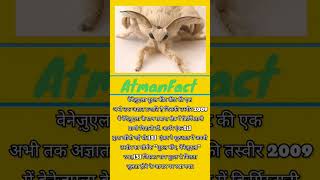 Facts about Venezuelan poodle moth  facts animals shortsfeed [upl. by Enala746]