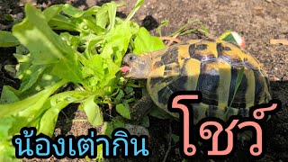 น้องเต่ากินโชว์เต่าชอบกินอะไรMeine Landschildkröte frisst Salat EP95 [upl. by Etnaled]