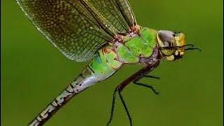 Washington States Insect The Green Darner Dragonfly Anax Junius Drury [upl. by Akinam]