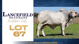 Lot 67 Lancefield M Emilio 7950 [upl. by Rapsag]