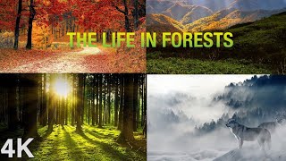 The life in Forests  The Forest Biome  Different Types of Forests  Tropical Temperate and Boreal [upl. by Noeht]