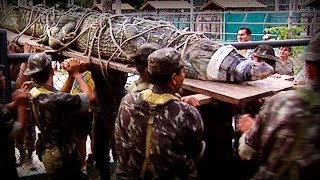 Amazonia The price of life full documentary [upl. by Meeka]