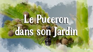 Comment se débarasser des pucerons dans la serre et au jardin naturellement [upl. by Ecyarg]