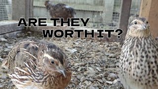 Things I Wish I Knew Before Raising Coturnix Quails [upl. by Ativel]