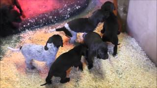 German Shorthaired Pointer Puppies [upl. by Greene]