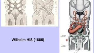 embryologie du tube digestif partie 1 [upl. by Elatnahc]