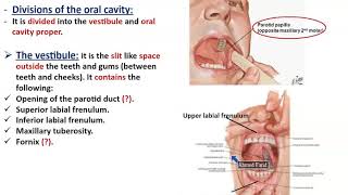 Anatomy of the Oral Cavity Mouth Tongue and Palate  Dr Ahmed Farid [upl. by Gnof]