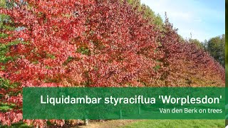 Liquidambar styraciflua Worplesdon  Van den Berk on Trees [upl. by Eemla278]