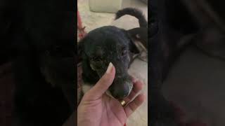 Dogs 🐕 Cute 🥰 doglover dogs animals funnykiki petowner dogowner [upl. by Kreis869]