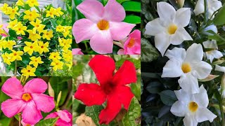 buy Mandeville Plant online from Horticultureking  Vine Creeper Plant  Flower Plant Nursery [upl. by Falconer]