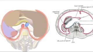 Peritoneum 3D  the Lesser Sac [upl. by Anaud]