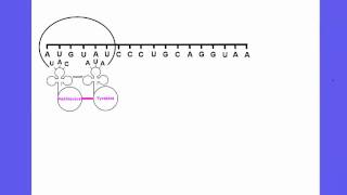 354 Explain the process of Translation leading to polypeptide formation [upl. by Ahsemo676]