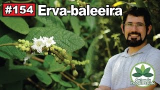 Autor da Própria Saúde  Ervabaleeira antiinflamatório antibiótico cicatrizante gastrites [upl. by Eimrej]