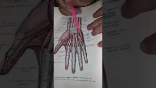 Asubclavia Aaxillaris qol arteriyalariBaxtiyor Norbekovich [upl. by Sisson]