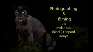 Black Leopard wild and free Photographing the Black leopard Melanistic [upl. by Alyam]