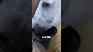 horse cavalli equitazione equestrian equestre maneggio horseing equitation pony [upl. by Narut]