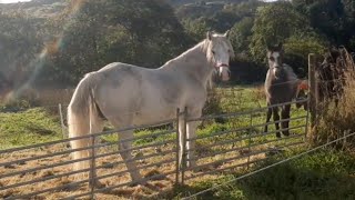 Our new connemara pony filly Ballinasloe horse fair 2022 [upl. by Xirdnek]