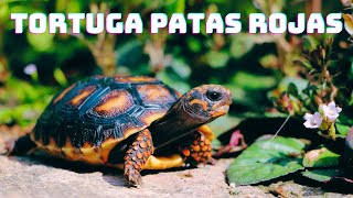 Explora el Mundo de la Tortuga de Patas Rojas 5 Datos Fascinantes wildlife reptiles tortugas [upl. by Ecineg662]