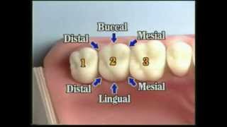 V109 Patient Records Management amp Dental Charting [upl. by Moscow]