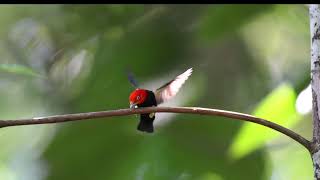 Red capped Manakin Moonwalk Dance Costa Rica [upl. by Mulligan9]