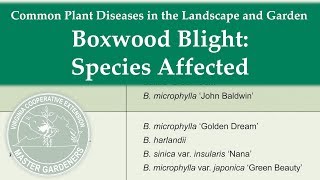 Boxwood Blight Species Affected [upl. by Sass937]