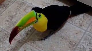 Toucan does not respect privacy [upl. by Hinman]