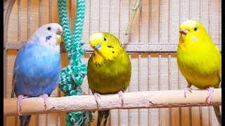 Hot footages of my lovely parakeets chirping 3 Hr handsome male’s unique love songs to females [upl. by Ilarin]