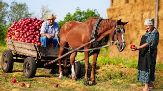 Happy old age of an elderly couple in the village  apple picking [upl. by Gnilrad]