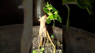 bonsai argao taiwan yaboootmaldits [upl. by Hobbs8]