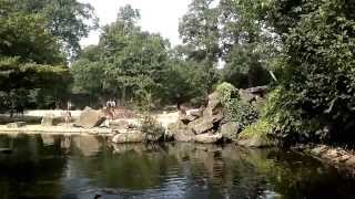 Hannover Zoo Zambezi BoatTrip [upl. by Adaval]