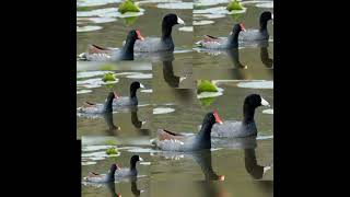 coot and moorhen bird call song [upl. by Dannica321]