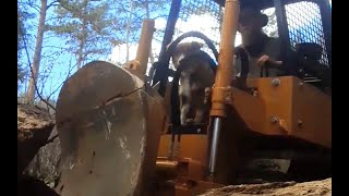 letting my dog ride in the dozer for the first time😁 trail dozer [upl. by Gardol]