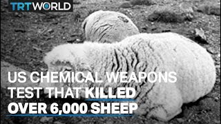 How the US killed thousands of sheep while testing chemical weapons [upl. by Eldred]