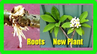 How To Grow Frangipani In Water Plumerias Cutting Propagation In Water [upl. by Yrok]