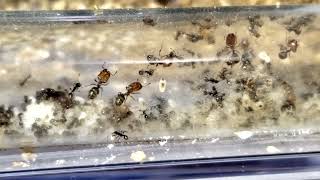 My Pheidole xerophila colony 6 months  252024 [upl. by Ozmo]