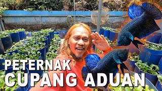 PETERNAK IKAN CUPANG ADUAN DI JATIASIH BEKASI [upl. by Grados]