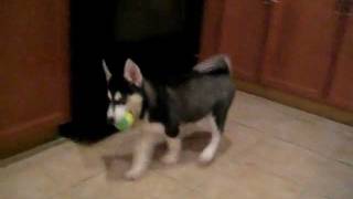 My puppy Husky first day home [upl. by Templas]