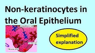 Nonkeratinocytes in the oral epithelium [upl. by Friedrick]