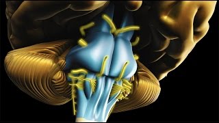 Neuroanatomy  The Brainstem [upl. by Storm]