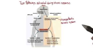 Two pathways for stress response  Intro to Psychology [upl. by Greenlee]