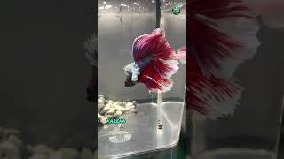 BETTAFISH  IKAN HIAS YANG MENAWAN YANG MUDAH DIPELIHARA DI RUMAH [upl. by Gatian355]