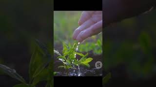 How to grow sal trees [upl. by Nodnar]